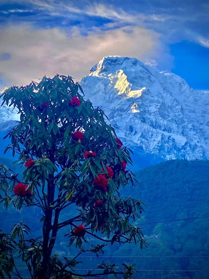 Rhododendron tree in bloom with Annapurna South in the background